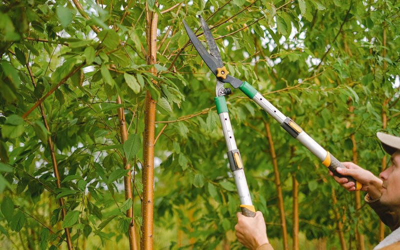 Tree trimming in Waynesboro, TN